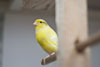 Waterslager Canary
